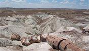 Zkamenl kmen stromu v nrodnm parku Petrified Forest v USA.