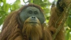 Vzácný druh orangutana v Indonésii ohrožuje přehrada
