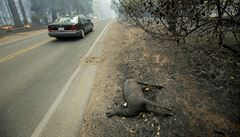 S ohnm, který stále není pod kontrolou, podle CNN bojuje pes 2000 hasi....