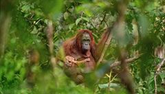Vítězem Czech Press Photo je snímek samice orangutana s umírajícím mládětem