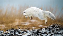 Polární liška: Před příchodem mrazů využívají lišky krátkého léta k lovu lumíků... | na serveru Lidovky.cz | aktuální zprávy