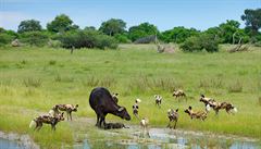 Pes hyenovitý na lovu telete buvola afrického, Moremi Game Reserve, delta eky...