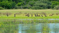 Pes hyenovitý na lovu telete buvola afrického, Moremi Game Reserve, delta eky...