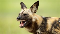 Pes hyenovitý na lovu telete buvola afrického, Moremi Game Reserve, delta eky...