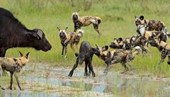 Pes hyenovitý na lovu telete buvola afrického, Moremi Game Reserve, delta eky...