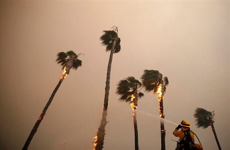 Hoící palmy v Kalifornii.