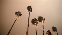 Hoc palmy v Kalifornii.