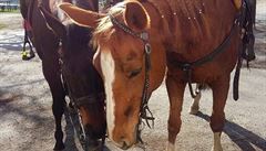 „Krmení nasyceného koně.“ Aktivisté navrhují humánnější rčení o zvířatech