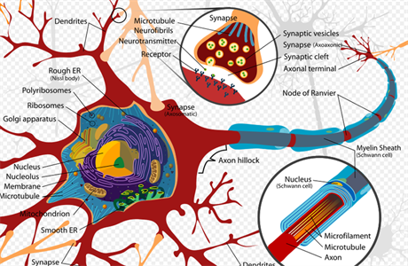 Schematick znzornn neuronu a jeho funkc