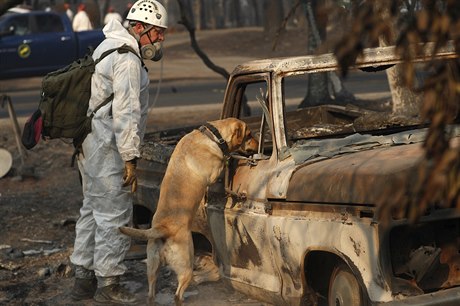Záchranáský pes v Kalifornii hledá peiví i obti po rozsáhlých poárech.