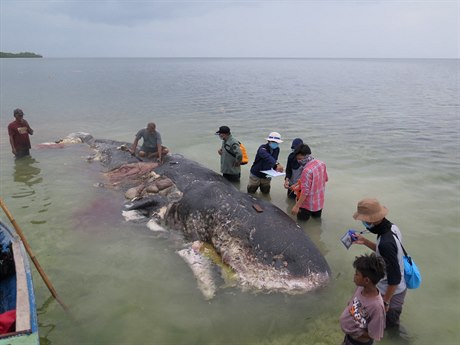 Mrtvá velryba nalezena v pondlí ve Wakatobi.