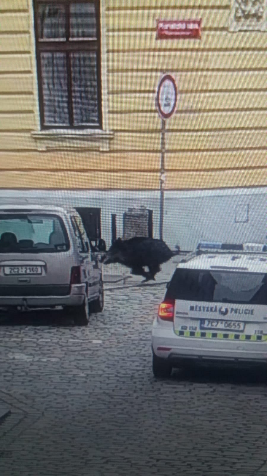 Divoké prase se zatoulalo do centra �eských Bud�jovic.