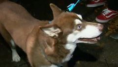 Pes Sinatra se vrátil po roce a půl k rodině. Nalezli ho na Floridě 2000 km od domova