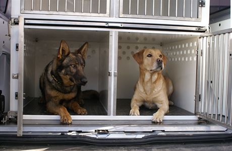 Policejní psi ve speciáln upraveném vozidle ureném pro jejich pepravu.