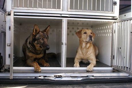 Policejní pes (ilustrační snímek).