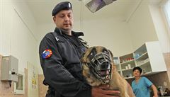 Policejní pes ve Vojenském veterinárním ústavu v Hluín. Snímek z bezna 2016.