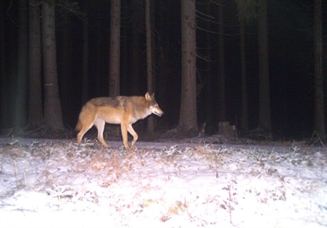 Snímek vlka z jedné z fotopastí na Šumavě.