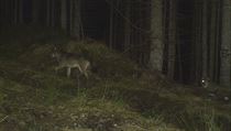 Dva vlci v Národním parku Bavorský les na německé starně v oblasti...