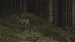 Dva vlci v Národním parku Bavorský les na nmecké starn v oblasti...