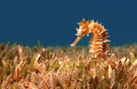 Moský koník (Hippocampus sp.) ve svém typickém biotopu - porostu moské trávy,...