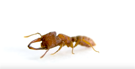 Mravenci druhu Mystrium camillae