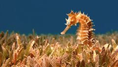Mořský koník (Hippocampus sp.) ve svém typickém biotopu - porostu mořské trávy,... | na serveru Lidovky.cz | aktuální zprávy
