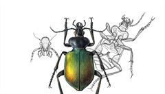 Krajník pimový (Calosoma sycophanta) Simona Prokeová: Série hmyz