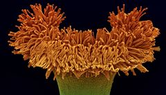 Detail kvtu druhu  Begonia crassicaulis. Snímek pochází z elektronového...