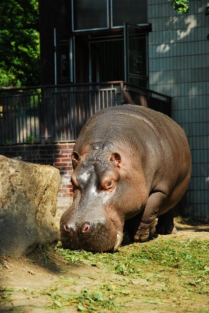 V Ostrav v 51 letech uhynul hroch Honza, nejstarí obyvatel zoo.
