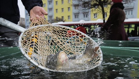 Po esku zaal stánkový prodej ryb, zejména kapr, na Vánoce. V Plzni (na...