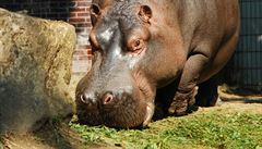 V Ostrav v 51 letech uhynul hroch Honza, nejstarí obyvatel zoo.