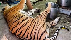 ERVENEC - Policie provedla kvli nezákonnému zabíjení tygr razii v Zooparku...