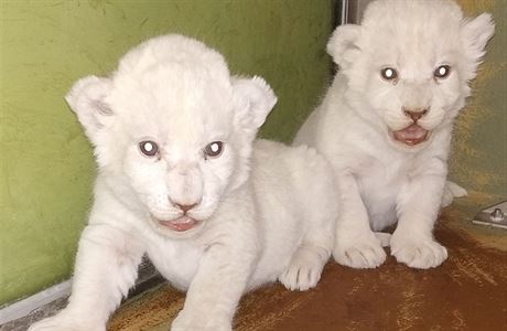 V hodonnsk zoo se 13. prosince 2018 narodila mlata lv jihoafrickch.