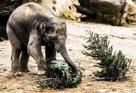 Sloni v praské zoologické zahrad si pochutnávají na vánoních stromcích.