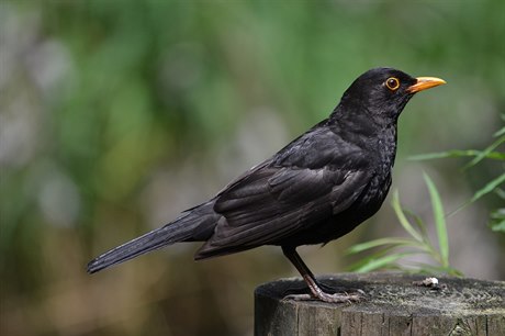 Kos černý, dříve nejběžnější pták českých zahrad.