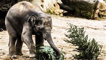 Sloni v prask zoologick zahrad si pochutnvaj na vnonch stromcch.