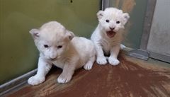Podle chovatel� se mají �ile k sv�tu. Jde o první mlá�ata tohoto druhu v Zoo...