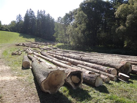 Stromy napadené krovcem na Chýnovsku