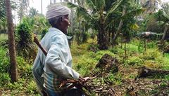 Indický farmá� vypadá úpln� jinak ne� ten �eský. Farmu jako v �echách zde...