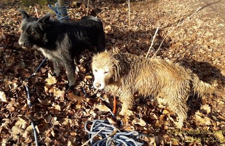 Dvojice ps, kteí vyvolali záchrannou operaci u rybníku v Plasech.