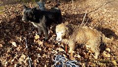Dvojice psů, kteří vyvolali záchrannou operaci u rybníku v Plasech. | na serveru Lidovky.cz | aktuální zprávy