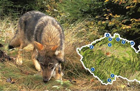 Vlk se pohybuje na území eské republiky nkolik desítek.