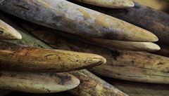 Hongkong zabavil slonovinu v hodnot 1,4 milionu dolar