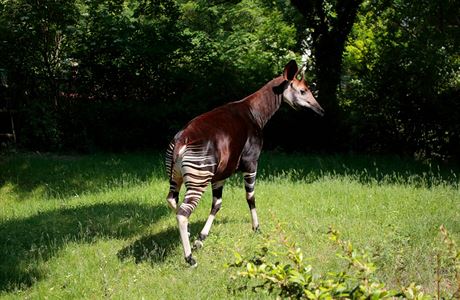 Okapi s sten pruhovanm tlem, napl zebra, napl irafa, hybridn tvor...