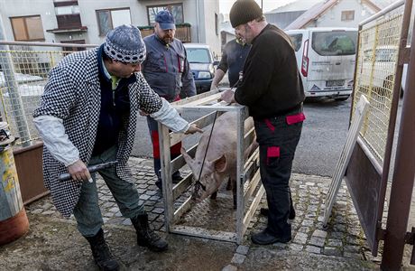 Horn Lide na Vsetnsku. Hostitel Antonn Ptek pivezl 160 kilov prase z...