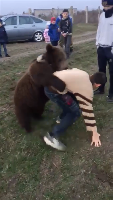 Malý bojovník se potýká s medvdem.