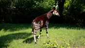 Okapi s částečně pruhovaným tělem, napůl zebra, napůl žirafa, hybridní tvor...