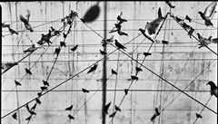 Alessandro Zunino, Itálie, 'Wires and Pigeons' (Dráty a holubi). (Sony World...