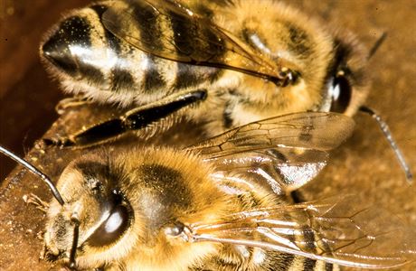 Včely kvůli teplému počasí vylétly už v únoru.