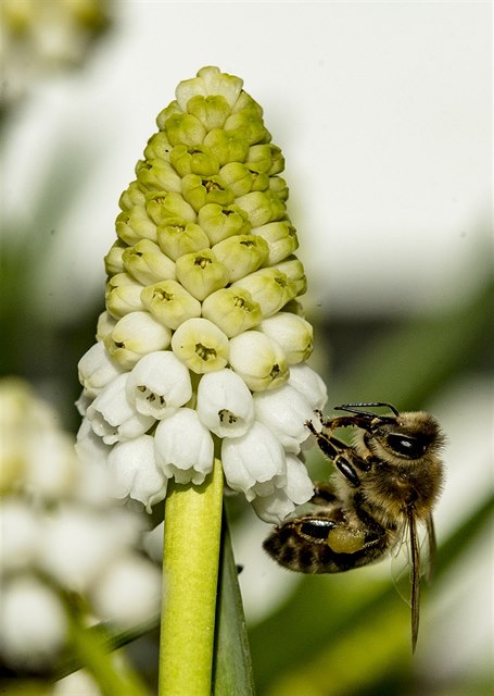 Včely na květinách.